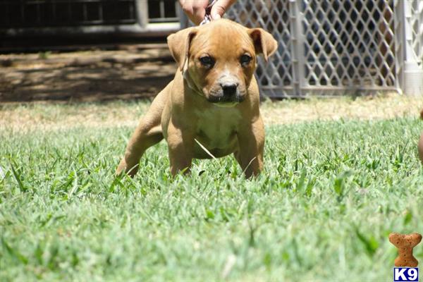 Puppies in Fresno